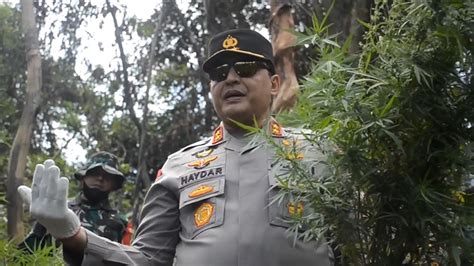 Kapolda Aceh Turun Langsung Musnahkan Hektare Ladang Ganja Di Aceh Besar