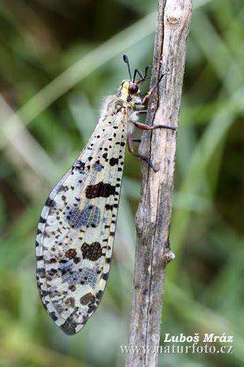 Mravkolev | Naturfoto.cz