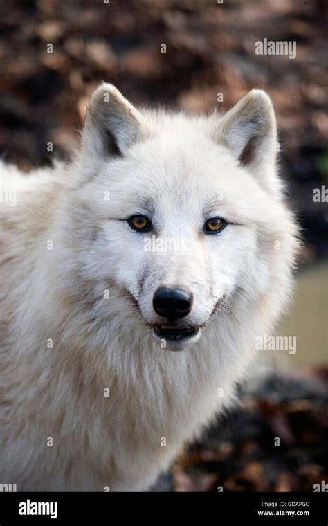 Alaska tundra wolf canis lupus tundrarum fotografías e imágenes de alta