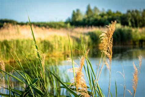 Wheat By Park Water Stock Image Image Of Blue Countryside 97821347