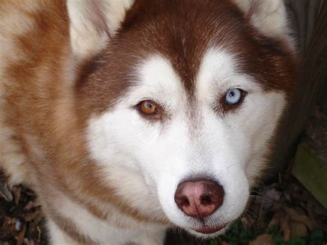 Husky Markings And Colors A Look At The Rarest Patterns