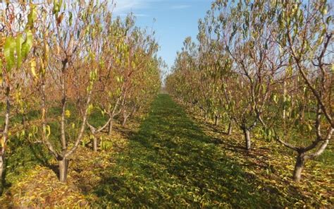 Jesenje PLAVO prskanje koštičavog voća Najvažnija mera zaštite Agro