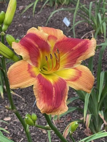 Daylily Of The Day Passion S Promise In The Plants Of The Day Forum