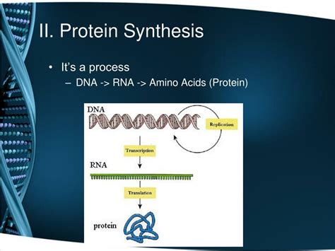 Ppt Dna And Protein Synthesis Notes Powerpoint Presentation Free Download Id 1428598