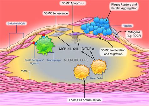 Atherosclerosis Process