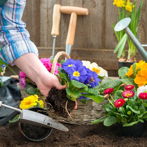 Creating a Stunning Flower Garden: Tips and Tricks - Indore Nursery