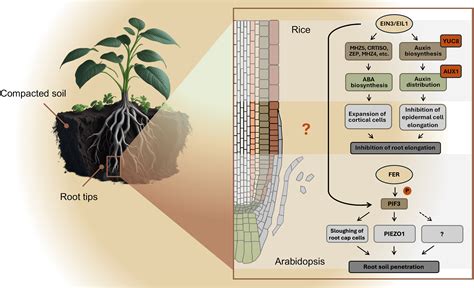 Breaking New Ground Decoding The Roots Molecular Circuits To