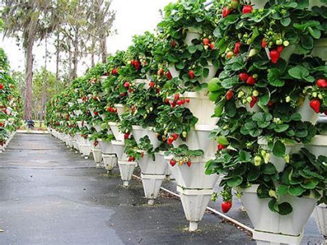 Hydroponic Strawberry Garden That Is Using Vertical Growing Techniques