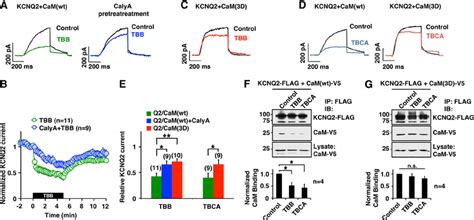 Pharmacological Inhibition Of CK2 Reduced KCNQ2 Current And CaM KCNQ2