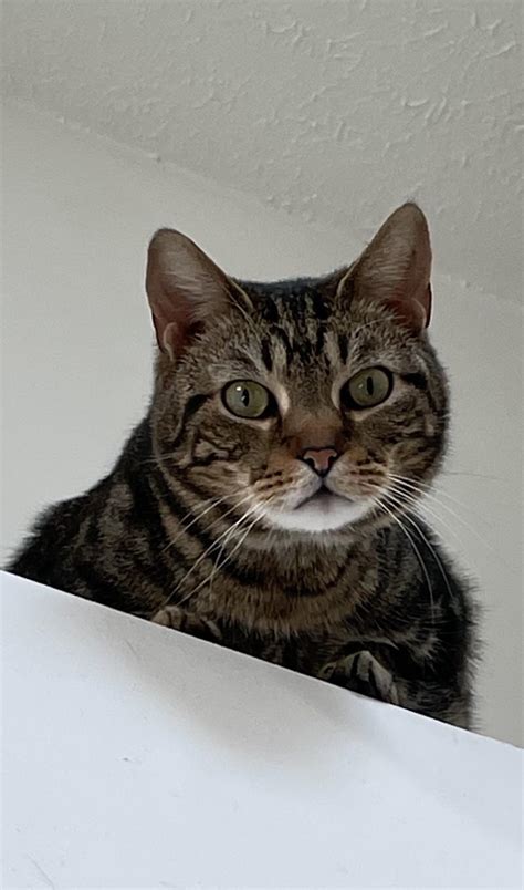 Ozzy Rcats