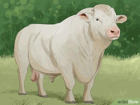 How to identify charolais cattle