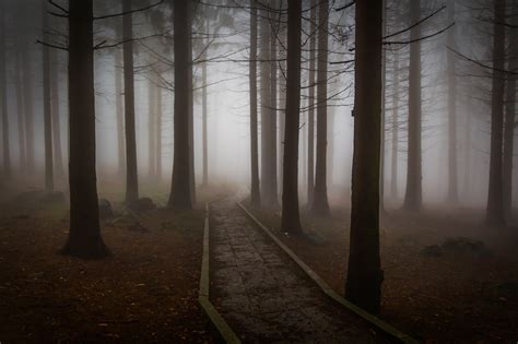 Fotos gratis árbol naturaleza bosque invierno ligero niebla luz