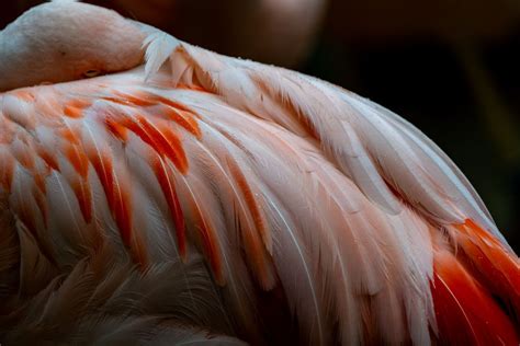 Flamingo Texture At Memphis Zoo Smithsonian Photo Contest