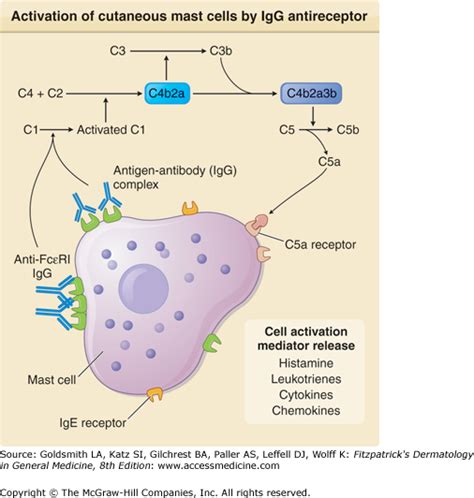 Exercise Induced Urticaria Pathophysiology – Online degrees