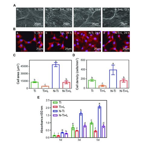 Cell Morphology Adhesion And Proliferation Of Mc3t3 E1 Cells A Cell