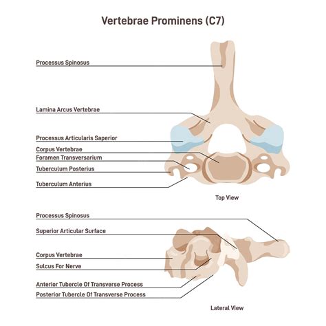 Premium Vector | Vertebra prominens anatomy of the 7th cervical vertebra c7