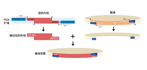 载体构建入门攻略——golden Gate克隆篇 知乎