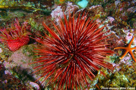 Red Sea Urchin Alchetron The Free Social Encyclopedia