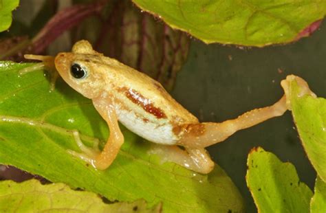 Kihansi Spray Toad Nectophrynoides Asperginis · Inaturalist