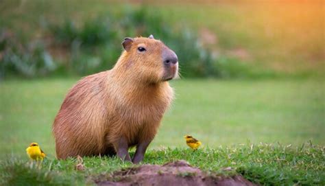 Page 9 | 1,000+ Capybara Pictures