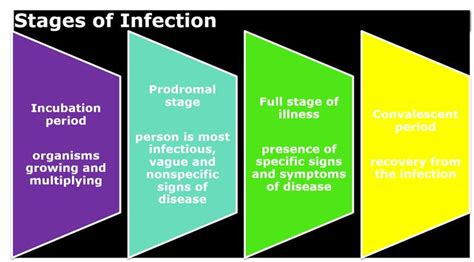 Stages Of Infection By Me From Level 1 Nursing School Nursing School Tips Nursing School