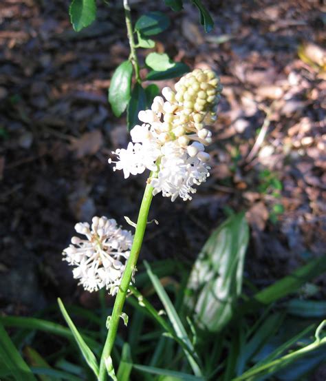 Plants North Carolina Native Plant Society