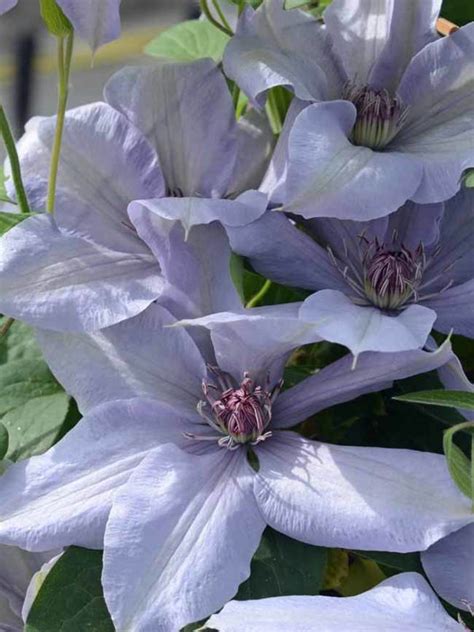 Clematis Bernadine Bluestone Perennials