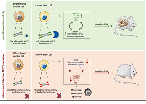 Cancers Free Full Text Telomerase And Pluripotency Factors Jointly