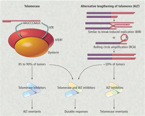 Cancer And TelomeresAn ALTernative To Telomerase Science