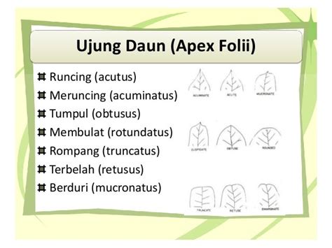 Ppt Morfologi Tumbuhan Bentuk Setiap Bagian Daun