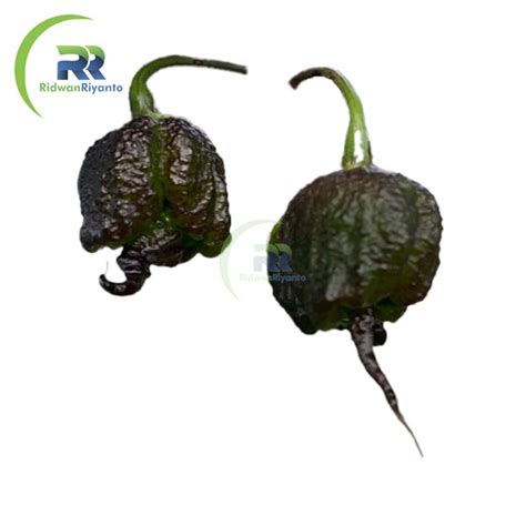 Jual BUAH Cabai CAROLINA REAPER PURPLE Cabe Terpedas Nomor 1 Di Dunia