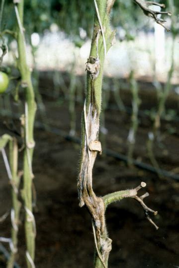 Bacterial Stem Rot Tomato Plantsdb