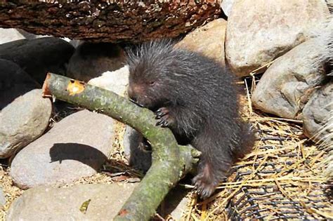 Elmwood Park Zoo Welcomes Two New Baby Porcupines You Can Have A