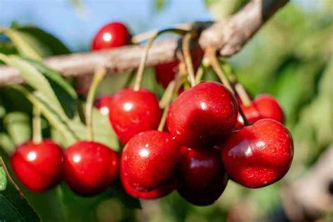 All About Stella Cherry Trees Minneopa Orchards