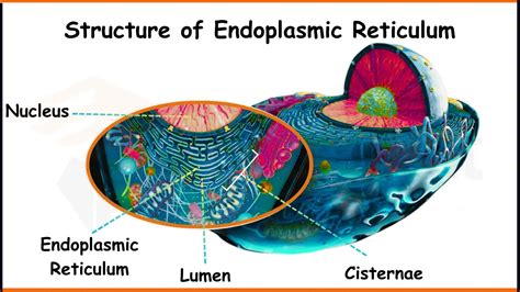 Mesosome- History, Location, Structure, and Functions in Bacteria