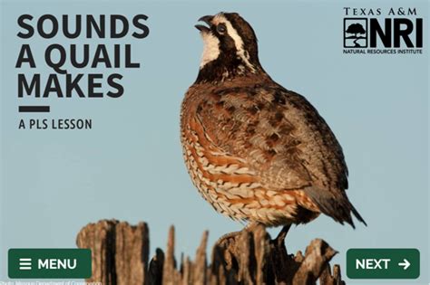 Lesson Learn The Sounds A Quail Makes Texas Aandm Nri