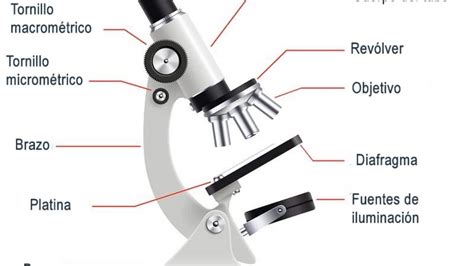 Las Partes De Un Microscopio Y Sus Funciones Themelower