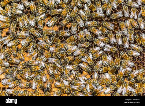 Group Of Honeybees Hi Res Stock Photography And Images Alamy