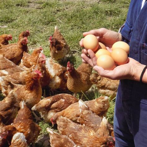 Lucky Chicken Eggs Kicking Goals For Women Latest News RSPCA Approved