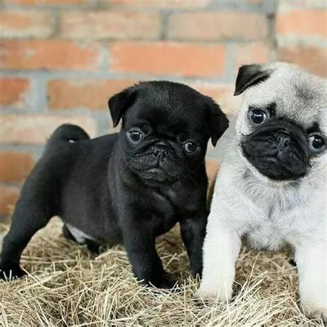 Cachorros Pug Chatitos Y Chiquitos Meses Sin Intereses