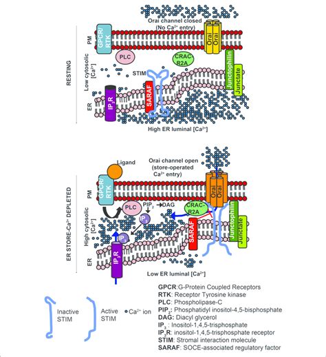 Activation Of Orai Channels By Stim Proteins During Store Operated Ca