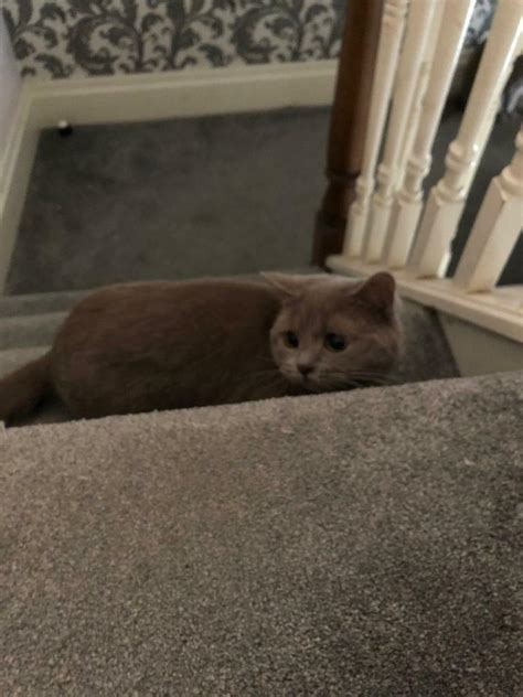 Bsh Lilac Female Cat In Walton Merseyside Gumtree