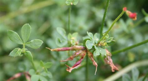 Bird’s Foot Trefoil Scotia Seeds