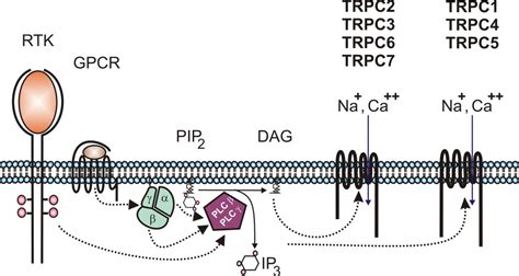 Trp Channels In Neuronal And Glial Signal Transduction Intechopen