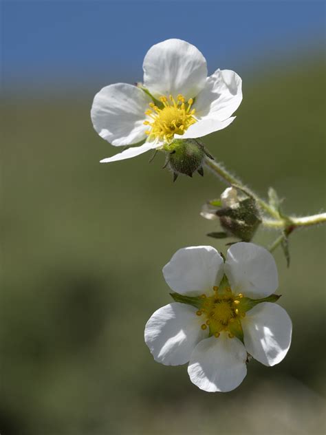 Drymocallis Rupestris Subsp Rupestris Potentilla Rupestr Flickr