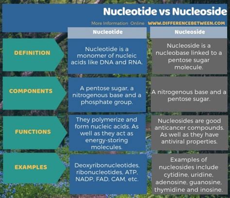 Difference Between Nucleotide and Nucleoside | Compare the Difference ...