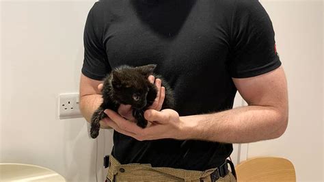 Tiny Kitten Survives 40 Mile Car Trip Under Bonnet After Driver Hears