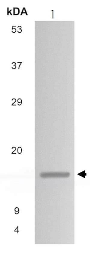 Anti Ccl1 Antibody Mm0135 9d24 Ab89446 Abcam