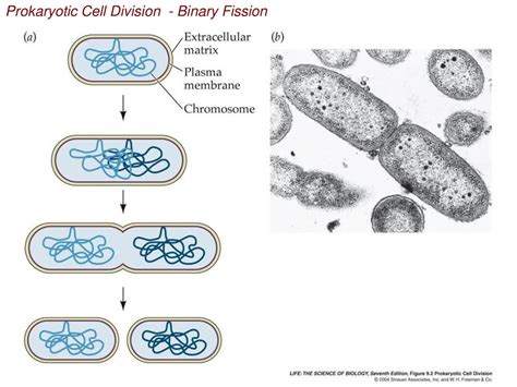 Cell Division Prokaryotic binary fission sporulation Eukaryotic - ppt ...