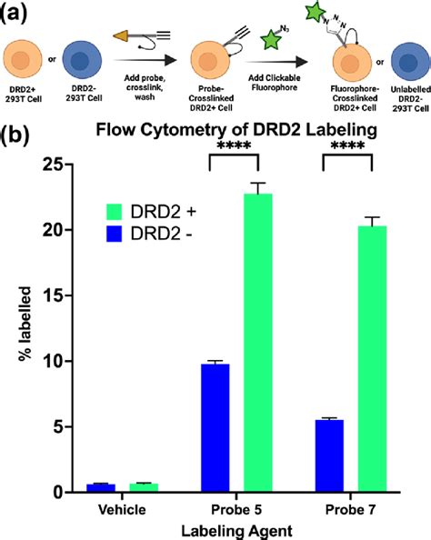 Flow Cytometry Quantification Of Probe Labeling A Schematic Of Flow Download Scientific